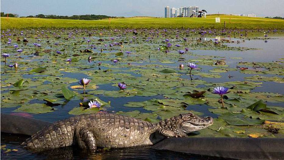 Alligators beside the fairway at the Olympic Golfcourse in Rio de Janeiro