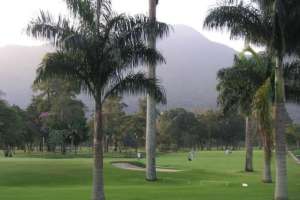 Palmen am Golfplatz vom Itanhanga Golfclub in Rio de Janeiro.