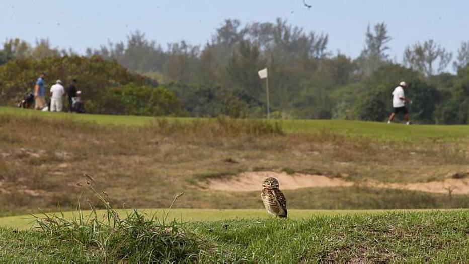 Owls at the olympic golf course in Rio de Janeiro